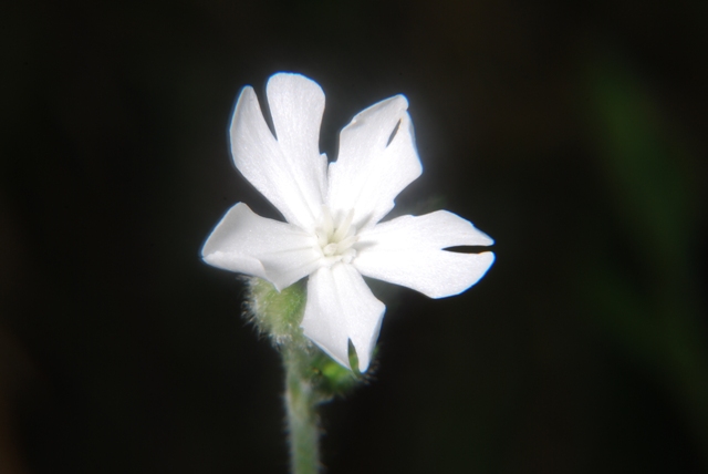 Silene alba